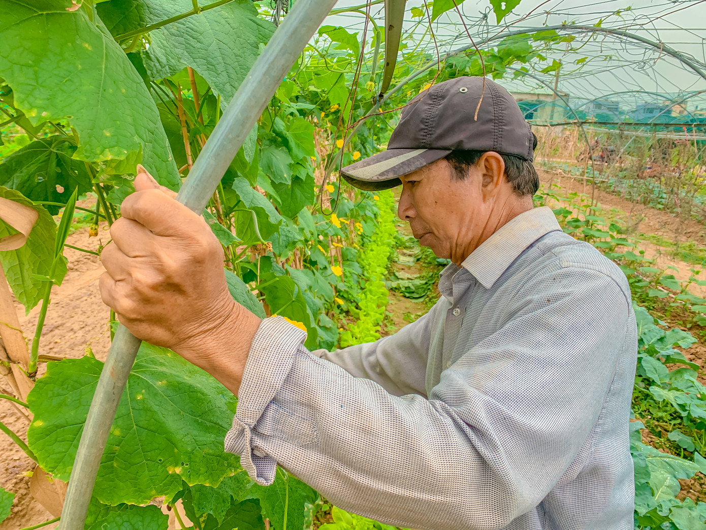 Ông Mai Văn Mỹ (phường Hòa Thọ Đông) cho hay, vựa rau của ông chuyên cung cấp cho các tiểu thương tại chợ. Tết sắp đến nên nhu cầu tiêu thụ các loại rau củ quả tăng cao, ông phải thường xuyên ra chăm sóc, chăm bón từng gốc cây.