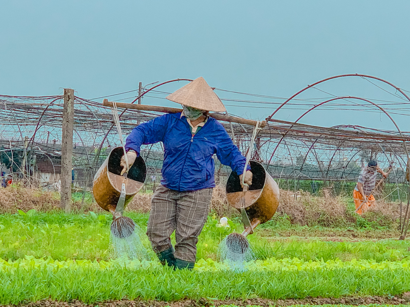 Ngày Tết nhu cầu sử dụng rau xanh của người dân tăng cao nên nông dân mong chờ giá cả ổn định để họ có cái Tết đủ đầy hơn.