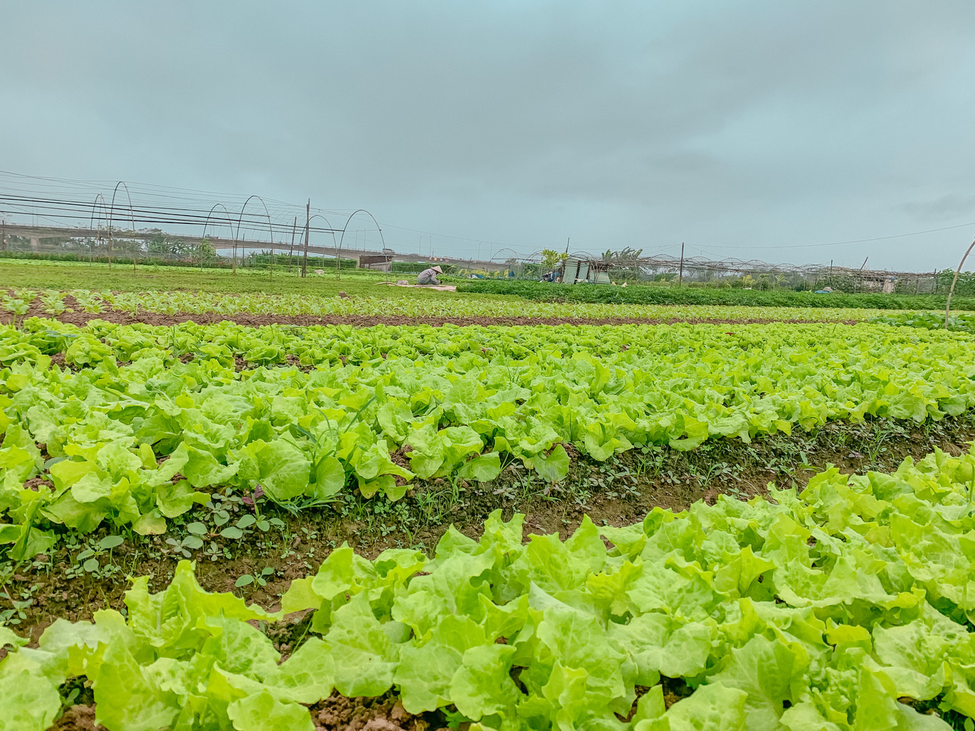 Làng rau La Hường (phường Hòa Thọ Đông, quận Cẩm Lệ) với diện tích hơn 7ha và hơn 50 hộ tham gia sản xuất, là vựa rau sạch lớn nhất Đà Nẵng, cung ứng cho thị trường khoảng 500 tấn rau mỗi năm. Những ngày sát Tết các vườn rau đã mướt màu xanh ngút ngàn.