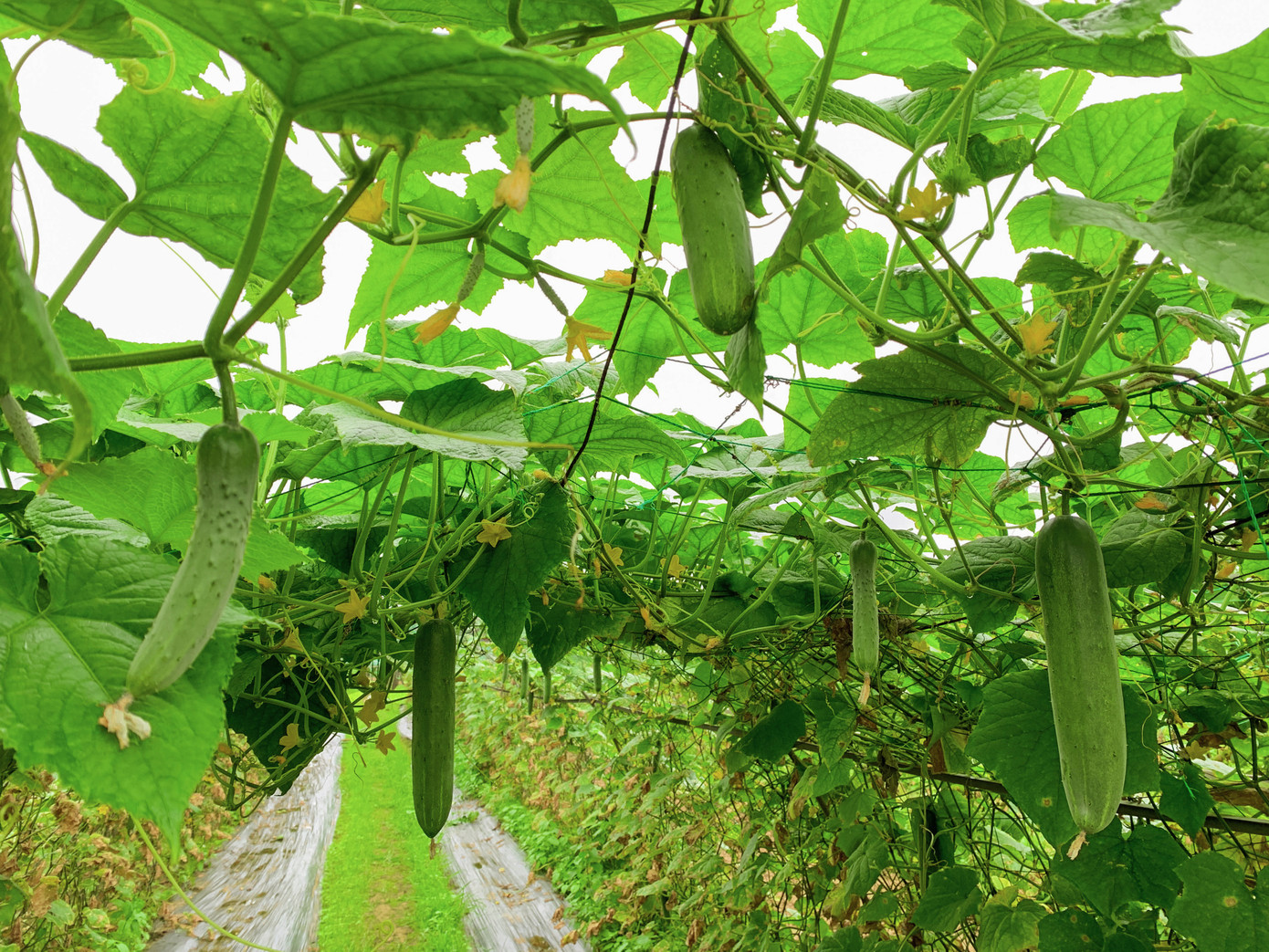 Những vườn rau xanh mướt ở làng rau La Hường. Theo người dân, thời điểm này các loại rau đang có giá 15.000 - 30.000 đồng/kg. Người dân hy vọng sát Tết giá sẽ được cải thiện hơn.