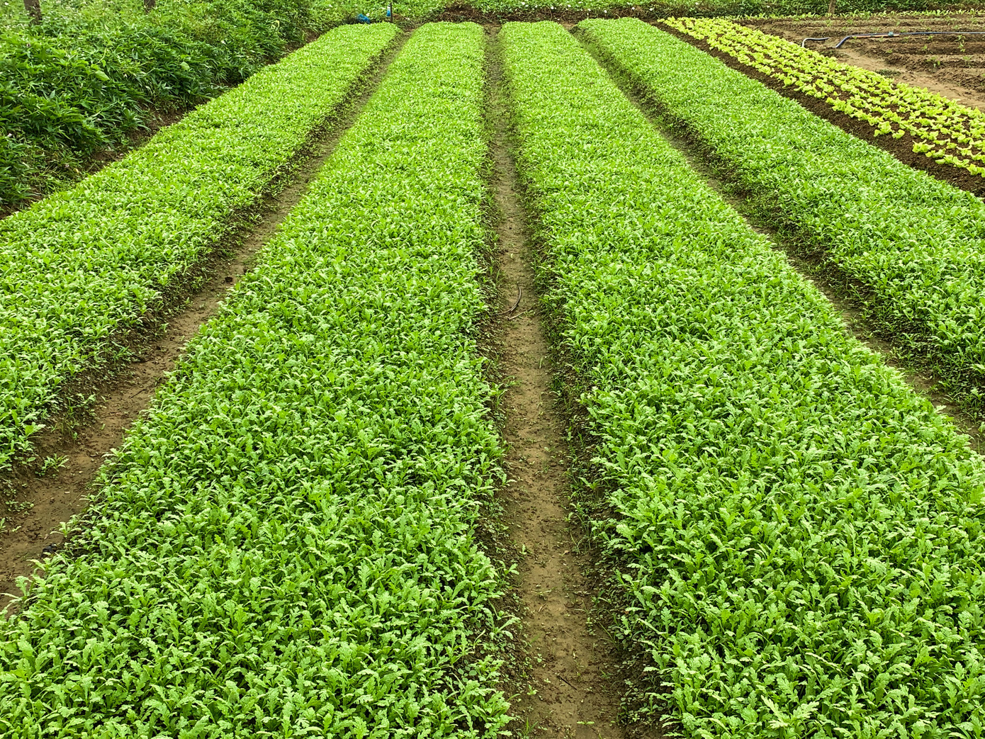 Những vườn rau xanh mướt ở làng rau La Hường. Theo người dân, thời điểm này các loại rau đang có giá 15.000 - 30.000 đồng/kg. Người dân hy vọng sát Tết giá sẽ được cải thiện hơn.