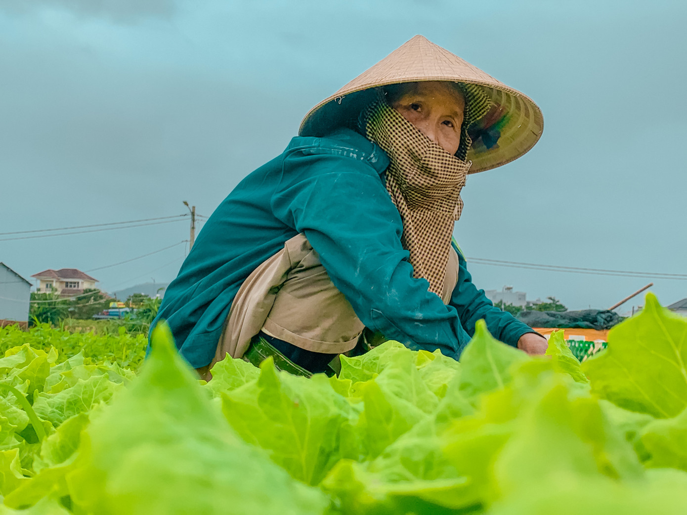 Bà Nguyễn Thị Tánh (trú tổ 32, phường Hòa Thọ Đông) cho biết, hơn 1 sào đất của bà trồng đủ các loại rau như xà lách, cải, rau thơm, rau quế… để cung ứng cho thị trường dịp Tết. Hy vọng thời tiết những ngày tới thuận lợi để gia đình có thể thu hoạch đúng vụ.
