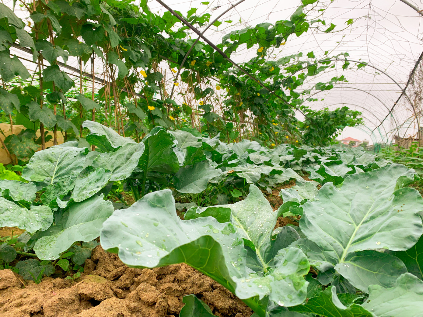 Những vườn rau xanh mướt ở làng rau La Hường. Theo người dân, thời điểm này các loại rau đang có giá 15.000 - 30.000 đồng/kg. Người dân hy vọng sát Tết giá sẽ được cải thiện hơn.