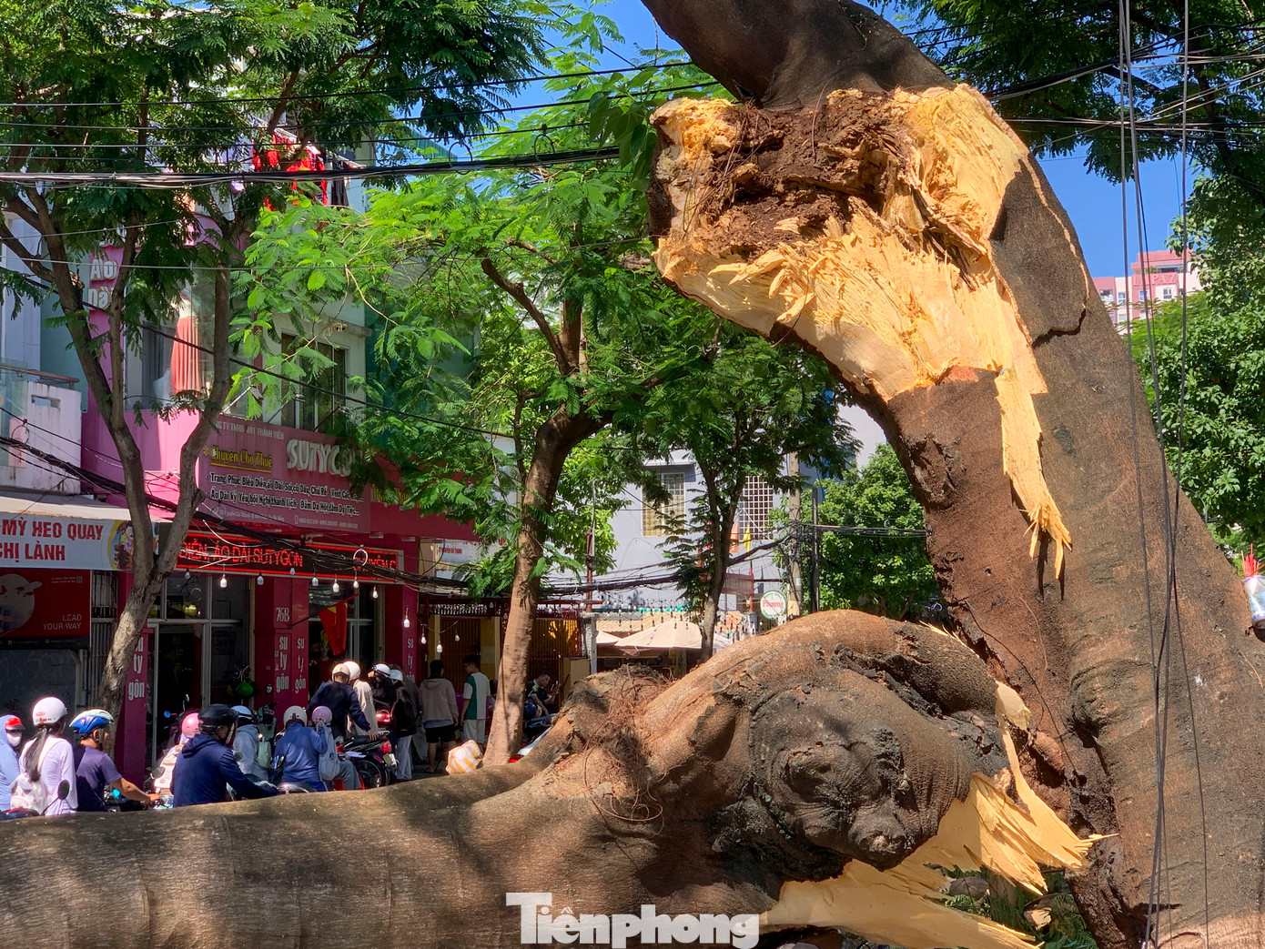 Phần thân cây bị mục rỗng phía bên trong. Phần thân cây bị mục rỗng phía bên trong.