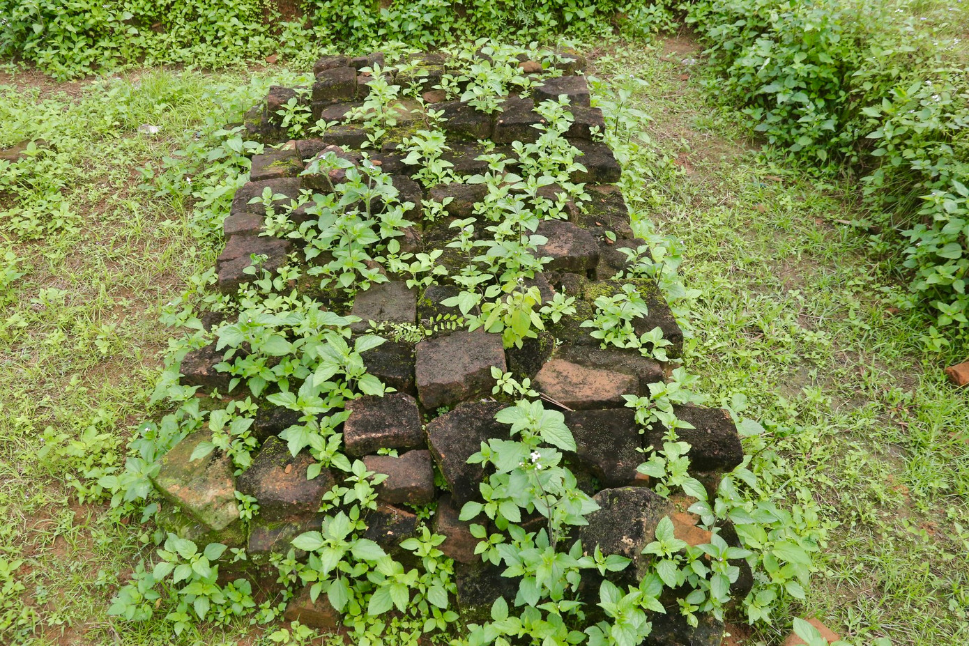 Người dân sống cạnh khu vực di tích cho biết, sau khi khai quật, dự án bảo tàng Chăm mãi vẫn chưa thấy triển khai. Các hiện vật sau khảo cổ bị bỏ hoang, phơi nắng, phơi mưa, đối diện với nhiều nguy cơ mai một.