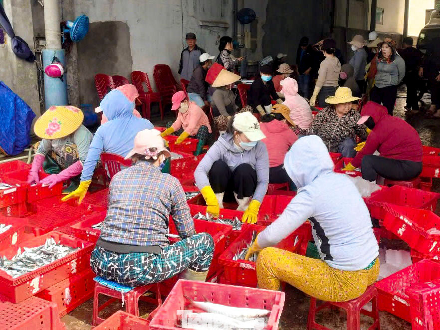 Những ngày này tại cảng cá Sa Kỳ (xã Bình Châu, huyện Bình Sơn, tỉnh Quảng Ngãi), Tịnh Kỳ, Tịnh Hòa (TP. Quảng Ngãi) sôi động bởi các tàu cá từ ngư trường liên tục cập bến bán cho thương lái.