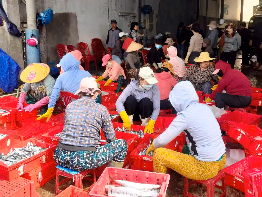 Những ngày này tại cảng cá Sa Kỳ (xã Bình Châu, huyện Bình Sơn, tỉnh Quảng Ngãi), Tịnh Kỳ, Tịnh Hòa (TP. Quảng Ngãi) sôi động bởi các tàu cá từ ngư trường liên tục cập bến bán cho thương lái. Những ngày này tại cảng cá Sa Kỳ (xã Bình Châu, huyện Bình Sơn, tỉnh Quảng Ngãi), Tịnh Kỳ, Tịnh Hòa (TP. Quảng Ngãi) sôi động bởi các tàu cá từ ngư trường liên tục cập bến bán cho thương lái.