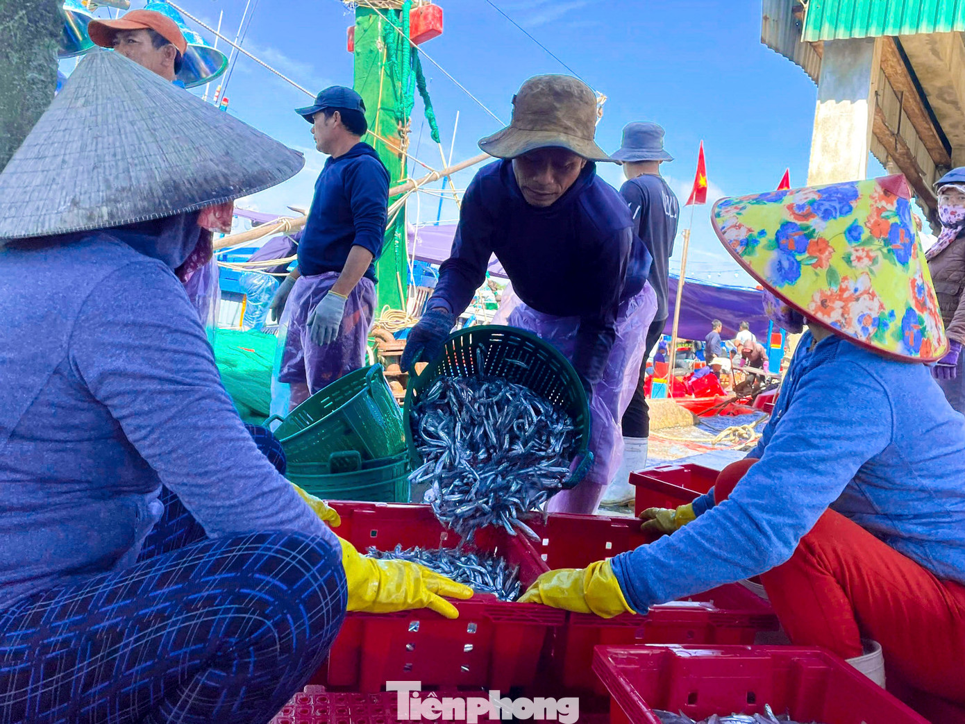 Không chỉ các tàu cá đánh bắt xa bờ, mà ngay cả những tàu hoạt động ngắn ngày, gần bờ cũng bội thu trong những phiên biển cuối năm. Tại Cảng cá Tịnh Kỳ (xã Tịnh Kỳ, TP. Quảng Ngãi), những tàu cá có công suất dưới 90 CV trở về đều trúng cá cơm, cá nục sau một đêm vươn khơi.