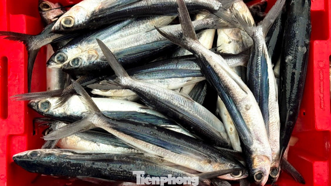 “Sau khoảng 22 ngày khai thác ở ngư trường Trường Sa, tàu cá của tôi đánh bắt được khoảng 10 tấn cá các loại gồm: cá chuồn cồ, cá ngừ, cá thu… Với giá thị trường hiện nay, mỗi kg cá chuồn cồ dao động từ 40.000- 80.000 đồng, cá thu 100.000 đồng. Trừ chi phí, xăng dầu, đá… chuyến này anh em bạn thuyền được chia mỗi người 10 triệu đồng, có thêm tiền mua sắm, chi tiêu Tết”, ngư dân Dũng nói.