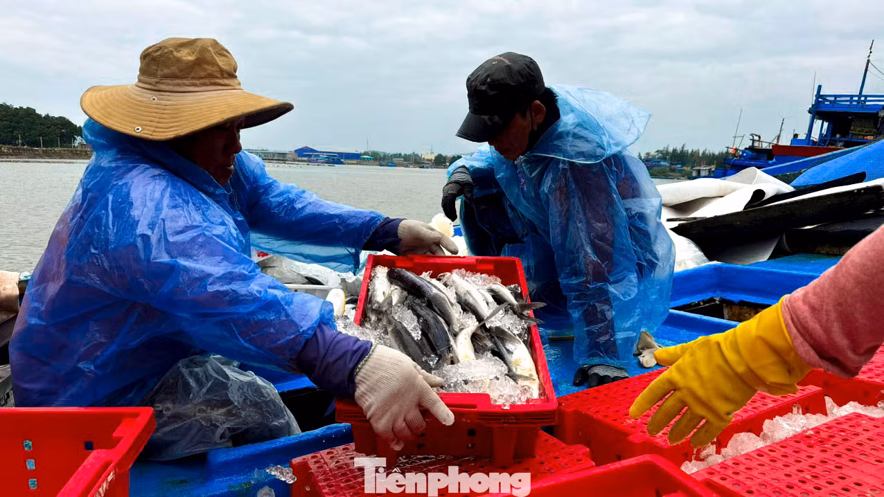 “Kết thúc phiên biển cuối năm, tàu của tôi khai thác được khoảng 5 tấn cá các loại. Sau khi xuất bán, tôi đã chia cho mỗi anh em bạn tàu 10 triệu đồng cùng một ít tiền “thưởng” để về nhà vui Xuân, đón Tết với gia đình”, ngư dân Leo nói. “Kết thúc phiên biển cuối năm, tàu của tôi khai thác được khoảng 5 tấn cá các loại. Sau khi xuất bán, tôi đã chia cho mỗi anh em bạn tàu 10 triệu đồng cùng một ít tiền “thưởng” để về nhà vui Xuân, đón Tết với gia đình”, ngư dân Leo nói.