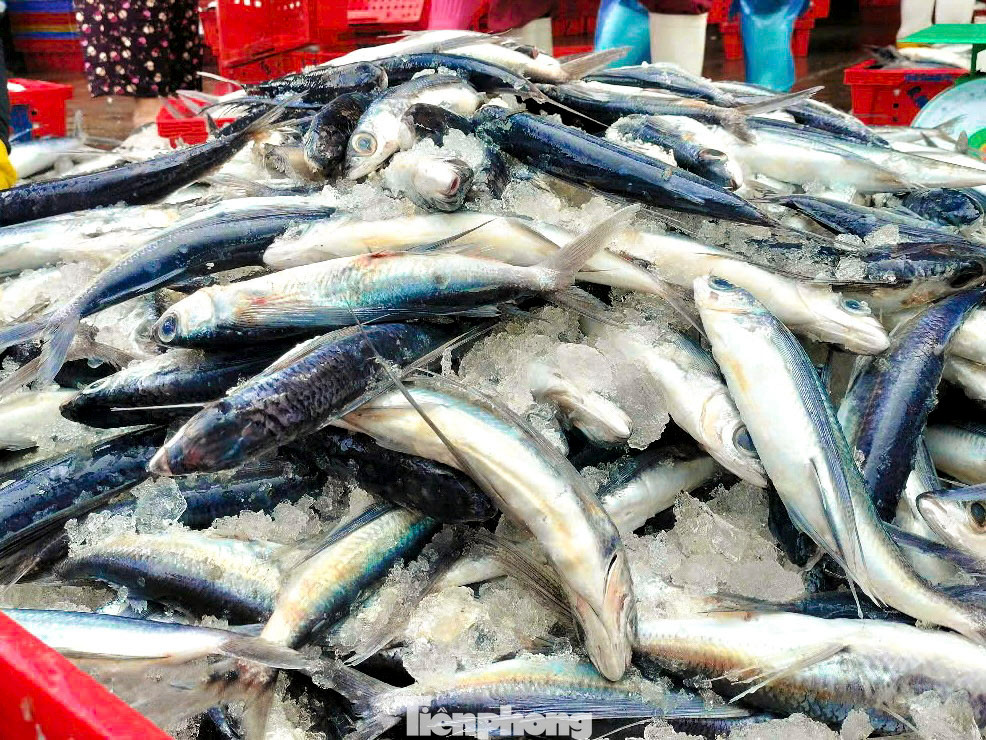 Hiện giá các loại hải sản khá ổn định, cá chuồn cồ được thương lái thu mua tại cảng với giá từ 50.000 – 80.000 đồng/kg, cá mú 50.000 – 100.000 đồng/kg, cá đỏ củ 40.000 đồng/kg…