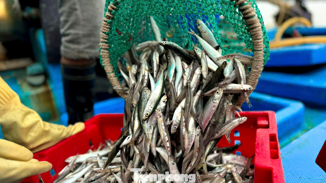 “Sau khoảng 22 ngày khai thác ở ngư trường Trường Sa, tàu cá của tôi đánh bắt được khoảng 10 tấn cá các loại gồm: cá chuồn cồ, cá ngừ, cá thu… Với giá thị trường hiện nay, mỗi kg cá chuồn cồ dao động từ 40.000- 80.000 đồng, cá thu 100.000 đồng. Trừ chi phí, xăng dầu, đá… chuyến này anh em bạn thuyền được chia mỗi người 10 triệu đồng, có thêm tiền mua sắm, chi tiêu Tết”, ngư dân Dũng nói.