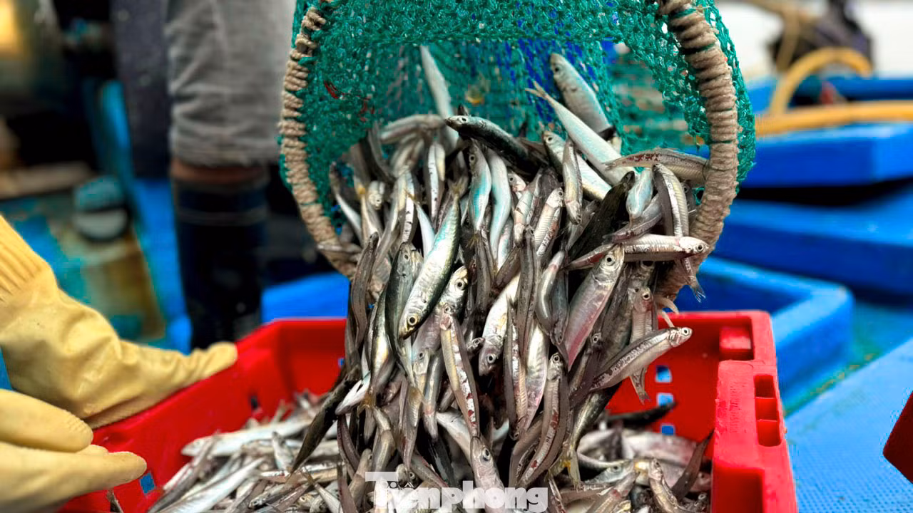“Sau khoảng 22 ngày khai thác ở ngư trường Trường Sa, tàu cá của tôi đánh bắt được khoảng 10 tấn cá các loại gồm: cá chuồn cồ, cá ngừ, cá thu… Với giá thị trường hiện nay, mỗi kg cá chuồn cồ dao động từ 40.000- 80.000 đồng, cá thu 100.000 đồng. Trừ chi phí, xăng dầu, đá… chuyến này anh em bạn thuyền được chia mỗi người 10 triệu đồng, có thêm tiền mua sắm, chi tiêu Tết”, ngư dân Dũng nói. “Sau khoảng 22 ngày khai thác ở ngư trường Trường Sa, tàu cá của tôi đánh bắt được khoảng 10 tấn cá các loại gồm: cá chuồn cồ, cá ngừ, cá thu… Với giá thị trường hiện nay, mỗi kg cá chuồn cồ dao động từ 40.000- 80.000 đồng, cá thu 100.000 đồng. Trừ chi phí, xăng dầu, đá… chuyến này anh em bạn thuyền được chia mỗi người 10 triệu đồng, có thêm tiền mua sắm, chi tiêu Tết”, ngư dân Dũng nói.