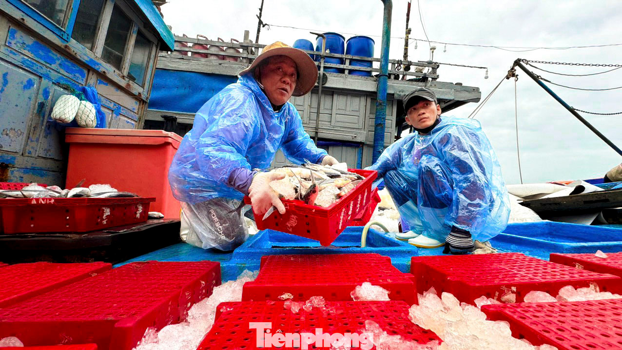 Hàng chục tàu cá nối đuôi nhau cập bến sau gần 1 tháng lênh đênh. Một số tàu trúng đậm thu về cả trăm triệu đồng.