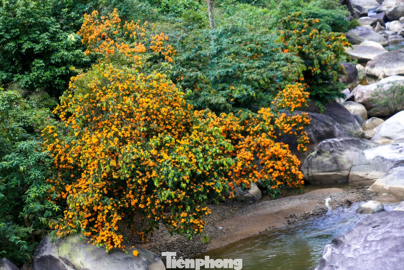 Những cây hoa rì rừng cao khoảng 10m, tán rộng với nhiều cành nhỏ dày đặc những chiếc lá dài mọc đối. Từ giữa tán lá xanh biếc, hàng ngàn bông hoa vàng cam rực rỡ vươn lên, tạo nên một khung cảnh nổi bật và đầy sức sống.