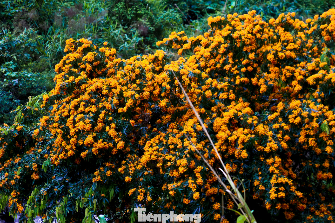 Khắp các con suối, khu du lịch thuộc xã Hòa Phú, huyện Hòa Vang, TP. Đà Nẵng những ngày này lại ngập sắc hoa. Những chùm hoa rì rừng mọc dại đua nhau khoe sắc, tô điểm cho cảnh vật thiên nhiên thêm phần huyền ảo và sống động thu hút du khách.