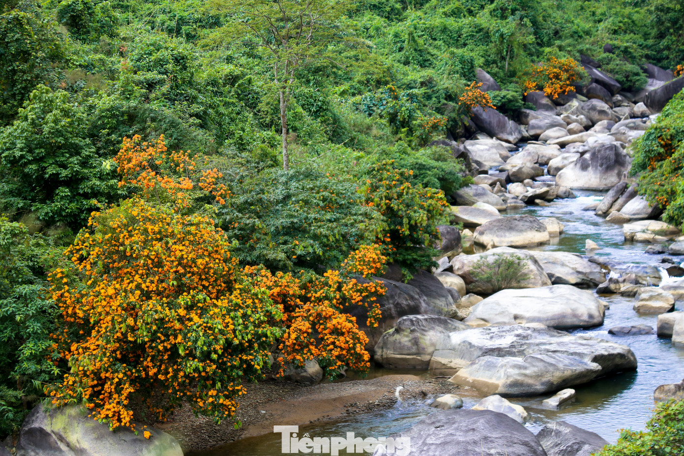 Men theo những con suối uốn lượn qua núi rừng thôn Phú Túc (xã Hòa Phú), sắc vàng, sắc cam của hoa rì rừng bung nở rực rỡ. Mỗi mùa hoa rơi, cánh hoa phủ lên những tảng đá rêu phong, trôi bồng bềnh theo dòng nước, khiến con suối như khoác lên mình tấm áo rực rỡ.