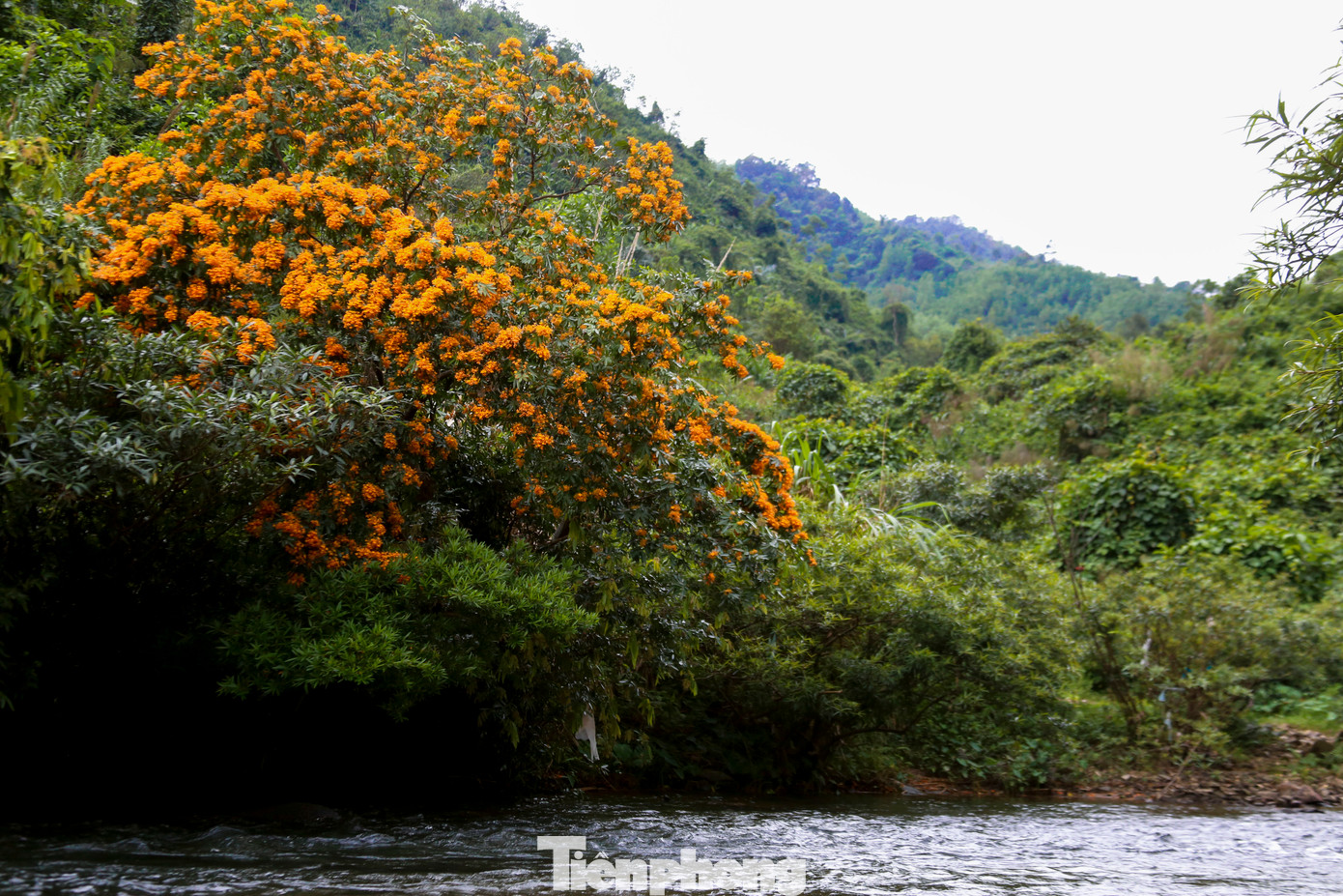 Với những ai yêu thích khám phá, mùa hoa rì rừng nở cũng là thời điểm lý tưởng để hòa mình vào khung cảnh bình yên và tận hưởng vẻ đẹp hoang sơ mà hiếm nơi nào có được. Đến đây, du khách vừa thoải mái thư giãn, tắm suối vừa có những bức ảnh đẹp với loài hoa đặc trưng này.
