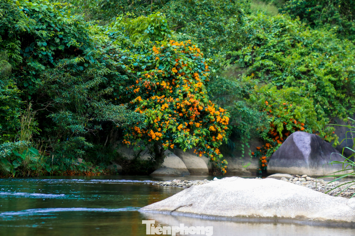 Những cây hoa rì rừng cao khoảng 10m, tán rộng với nhiều cành nhỏ dày đặc những chiếc lá dài mọc đối. Từ giữa tán lá xanh biếc, hàng ngàn bông hoa vàng cam rực rỡ vươn lên, tạo nên một khung cảnh nổi bật và đầy sức sống.