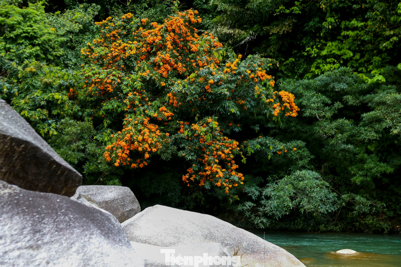 Hoa rì rừng thường nở rộ từ tháng 3 đến tháng 4 dương lịch, khoe sắc rực rỡ giữa núi rừng hoang sơ. Những cây hoa rì mọc san sát dọc bờ suối, trải dài hàng trăm mét, tựa như những dải lụa vàng óng ánh, tạo nên khung cảnh vừa thơ mộng vừa huyền ảo.