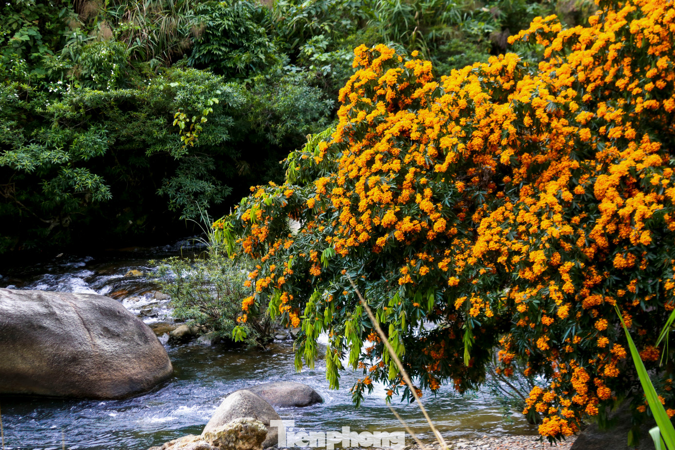 Khắp các con suối, khu du lịch thuộc xã Hòa Phú, huyện Hòa Vang, TP. Đà Nẵng những ngày này lại ngập sắc hoa. Những chùm hoa rì rừng mọc dại đua nhau khoe sắc, tô điểm cho cảnh vật thiên nhiên thêm phần huyền ảo và sống động thu hút du khách.