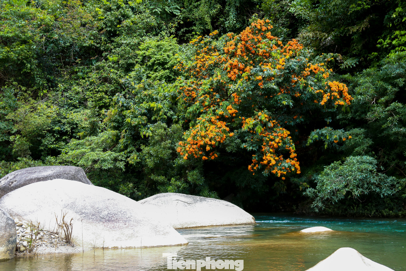 Những cây hoa rì rừng cao khoảng 10m, tán rộng với nhiều cành nhỏ dày đặc những chiếc lá dài mọc đối. Từ giữa tán lá xanh biếc, hàng ngàn bông hoa vàng cam rực rỡ vươn lên, tạo nên một khung cảnh nổi bật và đầy sức sống.