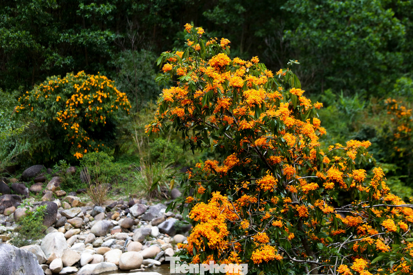 Hoa rì rừng thường nở rộ từ tháng 3 đến tháng 4 dương lịch, khoe sắc rực rỡ giữa núi rừng hoang sơ. Những cây hoa rì mọc san sát dọc bờ suối, trải dài hàng trăm mét, tựa như những dải lụa vàng óng ánh, tạo nên khung cảnh vừa thơ mộng vừa huyền ảo.