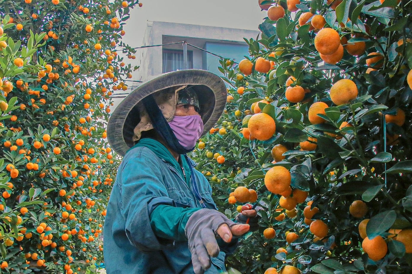 Một nông dân trồng quất tỷ mẩn chăm sóc những gốc quất của gia đình chờ thương lái đến chở đi. Quất được giá, lại được chốt bán sớm nên người dân rất phấn khởi. Một nông dân trồng quất tỷ mẩn chăm sóc những gốc quất của gia đình chờ thương lái đến chở đi. Quất được giá, lại được chốt bán sớm nên người dân rất phấn khởi.