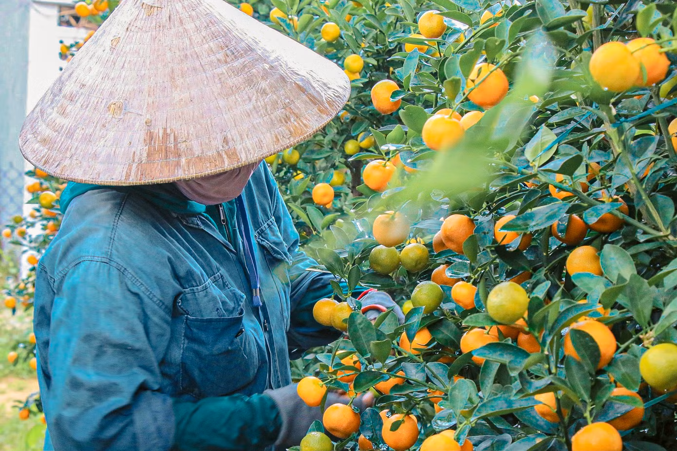 Công việc cắt tỉa cành được các nhà vườn tỷ mẩn thực hiện kỹ càng để vừa giữ được dáng cây, giúp cây có lá xanh tốt, quả vàng đều, sai quả, thể hiện sự trù phú, hứa hẹn năm mới được mùa, ăn nên làm ra, dồi dào sức khỏe. Công việc cắt tỉa cành được các nhà vườn tỷ mẩn thực hiện kỹ càng để vừa giữ được dáng cây, giúp cây có lá xanh tốt, quả vàng đều, sai quả, thể hiện sự trù phú, hứa hẹn năm mới được mùa, ăn nên làm ra, dồi dào sức khỏe.