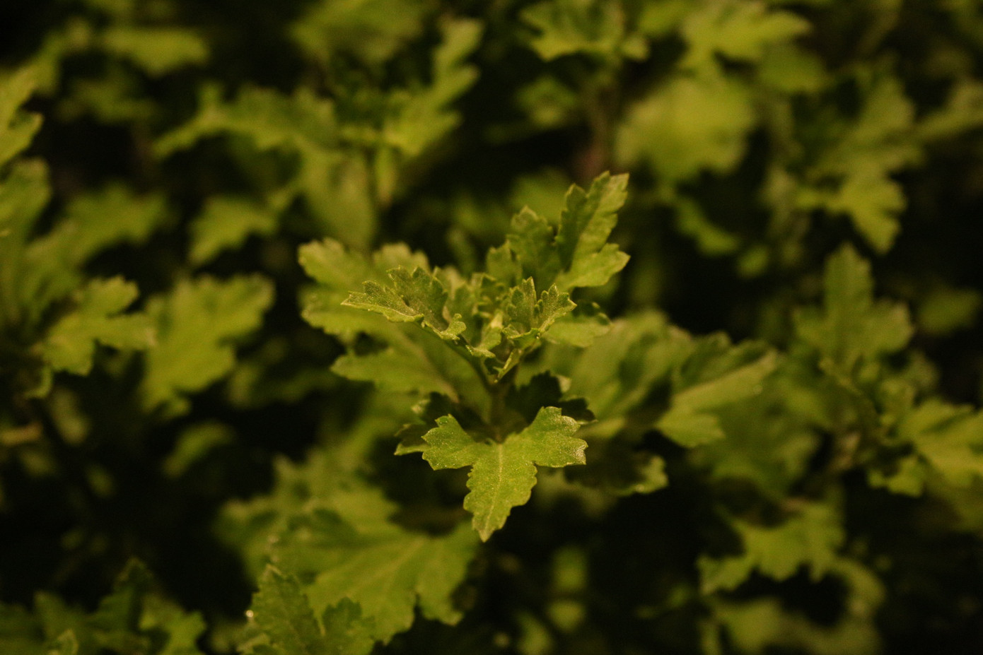 Các chủ vườn hoa tại Đà Nẵng trông chờ thời tiết trong thời gian tới thuận lợi hơn để hoa có thể nở đúng vụ, kịp bán trong dịp Tết năm nay.