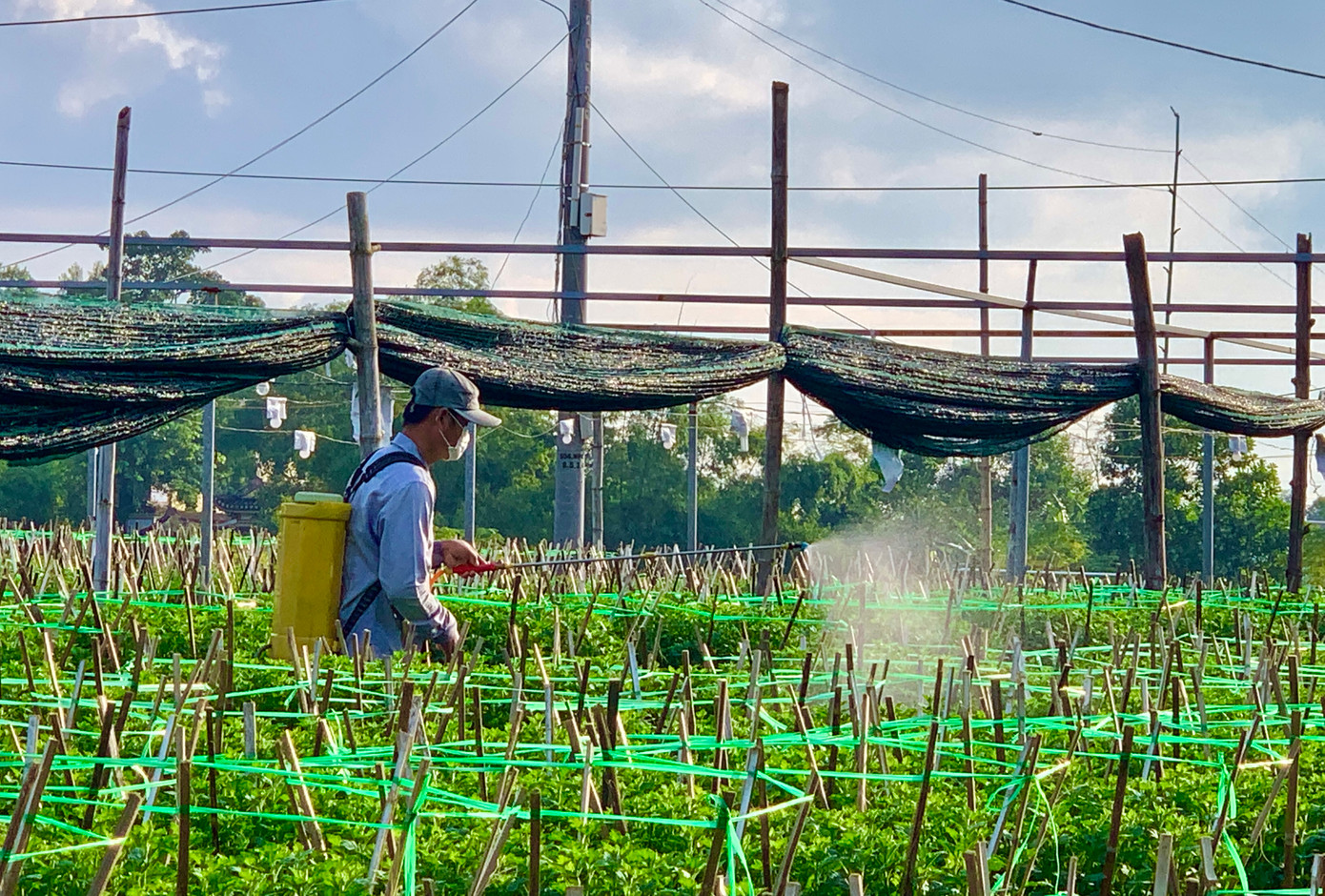 Người dân làm phân bón, phun thuốc để chủ động phòng ngừa và hạn chế một số sâu bệnh gây hại cho hoa.