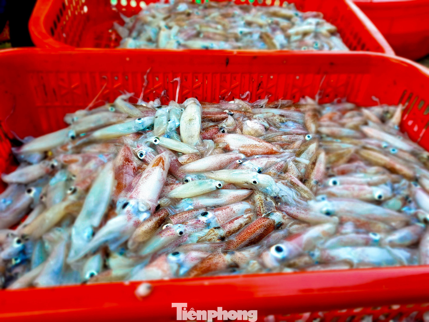 Đi dọc đường biển quận Sơn Trà rất dễ bắt gặp những mẻ mực tươi roi rói, da còn nhấp nháy, ánh hồng ánh tím. Từ sau Tết, các tàu gần bờ đánh mực rất thuận nên hôm nào cũng có mực tươi. Đi dọc đường biển quận Sơn Trà rất dễ bắt gặp những mẻ mực tươi roi rói, da còn nhấp nháy, ánh hồng ánh tím. Từ sau Tết, các tàu gần bờ đánh mực rất thuận nên hôm nào cũng có mực tươi.