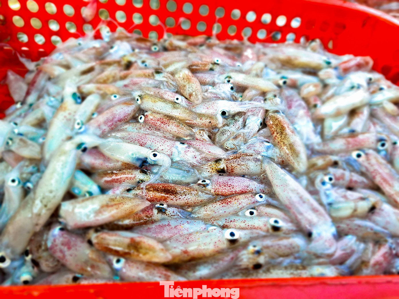 Đi dọc đường biển quận Sơn Trà rất dễ bắt gặp những mẻ mực tươi roi rói, da còn nhấp nháy, ánh hồng ánh tím. Từ sau Tết, các tàu gần bờ đánh mực rất thuận nên hôm nào cũng có mực tươi. Đi dọc đường biển quận Sơn Trà rất dễ bắt gặp những mẻ mực tươi roi rói, da còn nhấp nháy, ánh hồng ánh tím. Từ sau Tết, các tàu gần bờ đánh mực rất thuận nên hôm nào cũng có mực tươi.