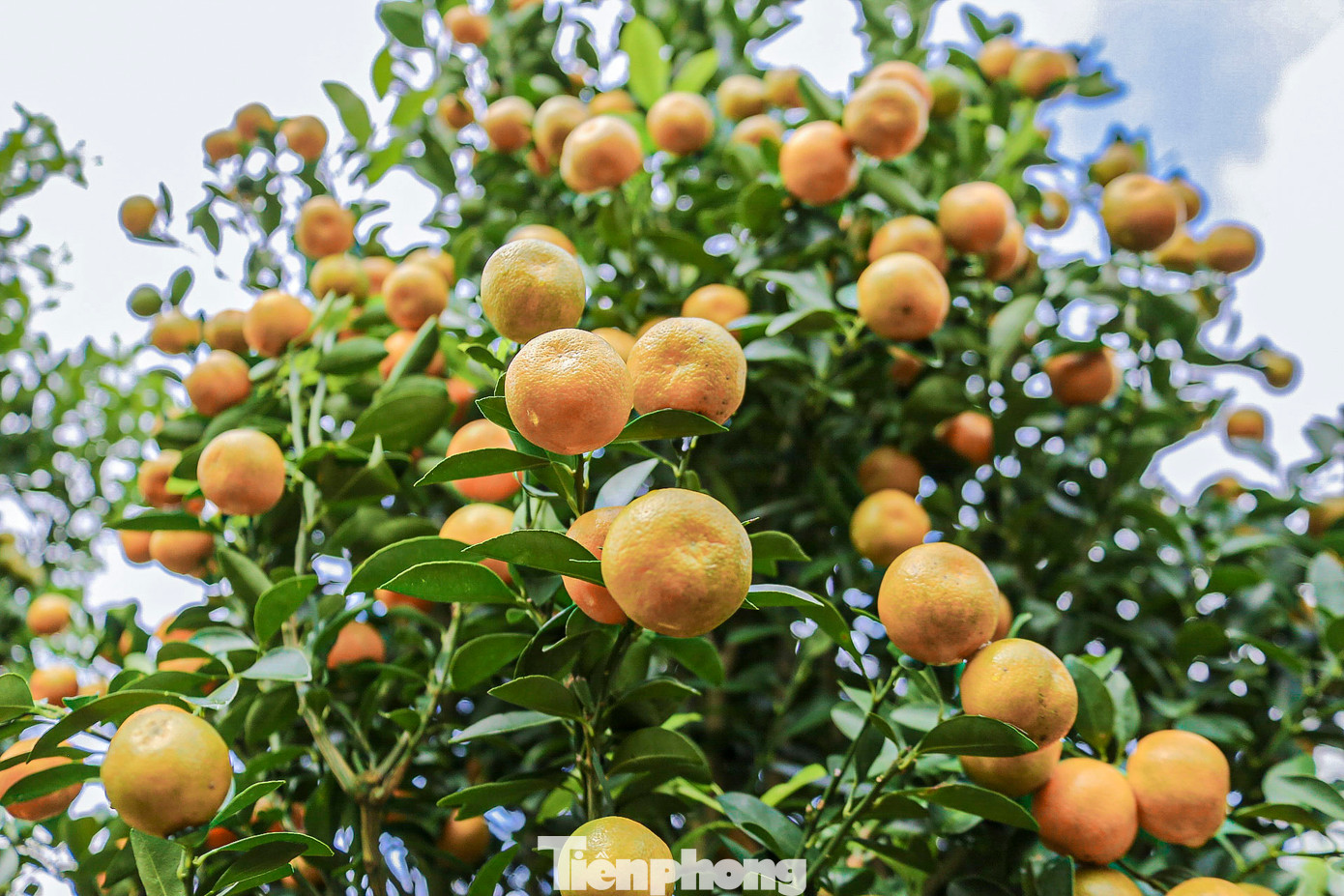 Năm nay thời tiết thuận lợi nên quất phát triển tốt, cho trái to đẹp.