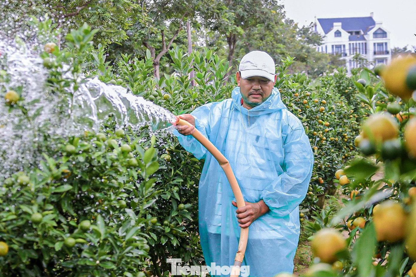 Ông Nguyễn Tấn - chủ vườn quất hơn 500 gốc (xã Cẩm Hà) chia sẻ: “Năm nay thời tiết khá thuận lợi, cây quất phát triển đều, quả to, lá đẹp. Tuy nhiên, đây là thời điểm then chốt, nên phải chăm sóc kỹ từ việc tưới nước, bón phân để đảm bảo chất lượng quất.”