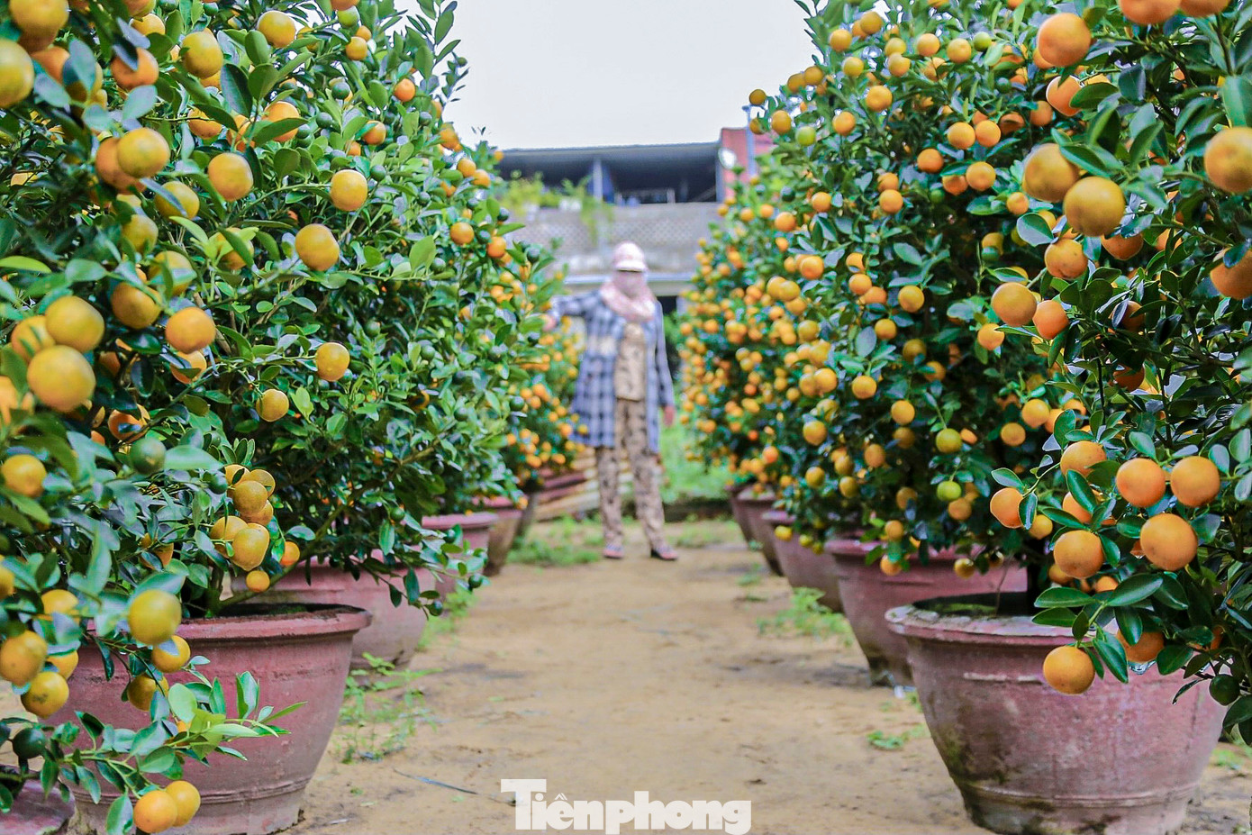 Nhiều thương lái đến tận vườn chốt mua từ sớm.