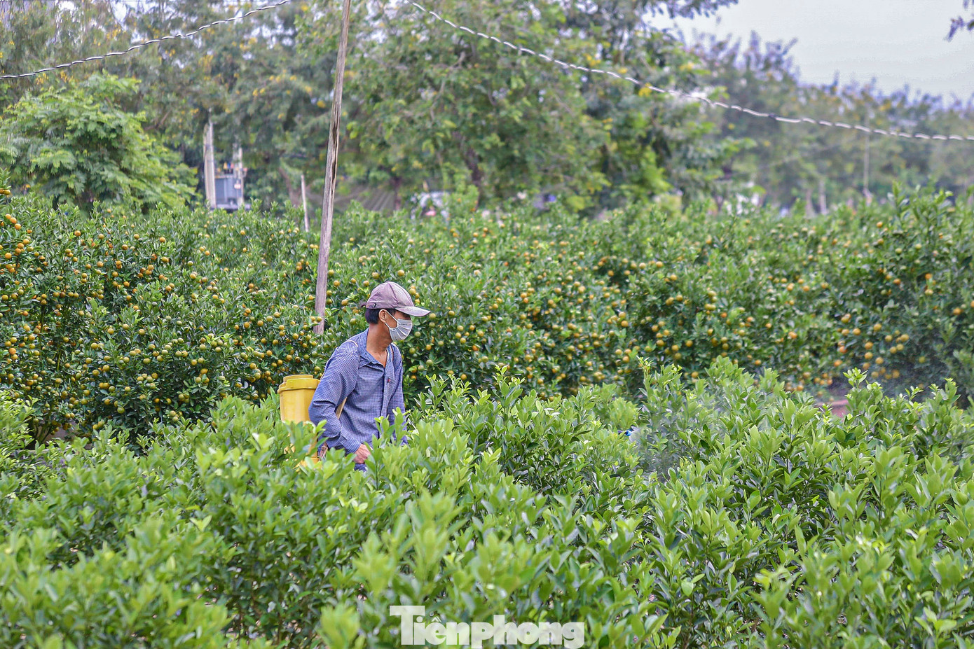 Làng Cẩm Hà (TP. Hội An) là nơi trồng quất Tết lớn nhất miền Trung với diện tích hàng chục hecta. Khoảng thời gian này, các nhà vườn đang tất bật bón phân, phun thuốc, cắt tỉa các chậu quất cảnh để kịp cho thương lái đến vận chuyển.