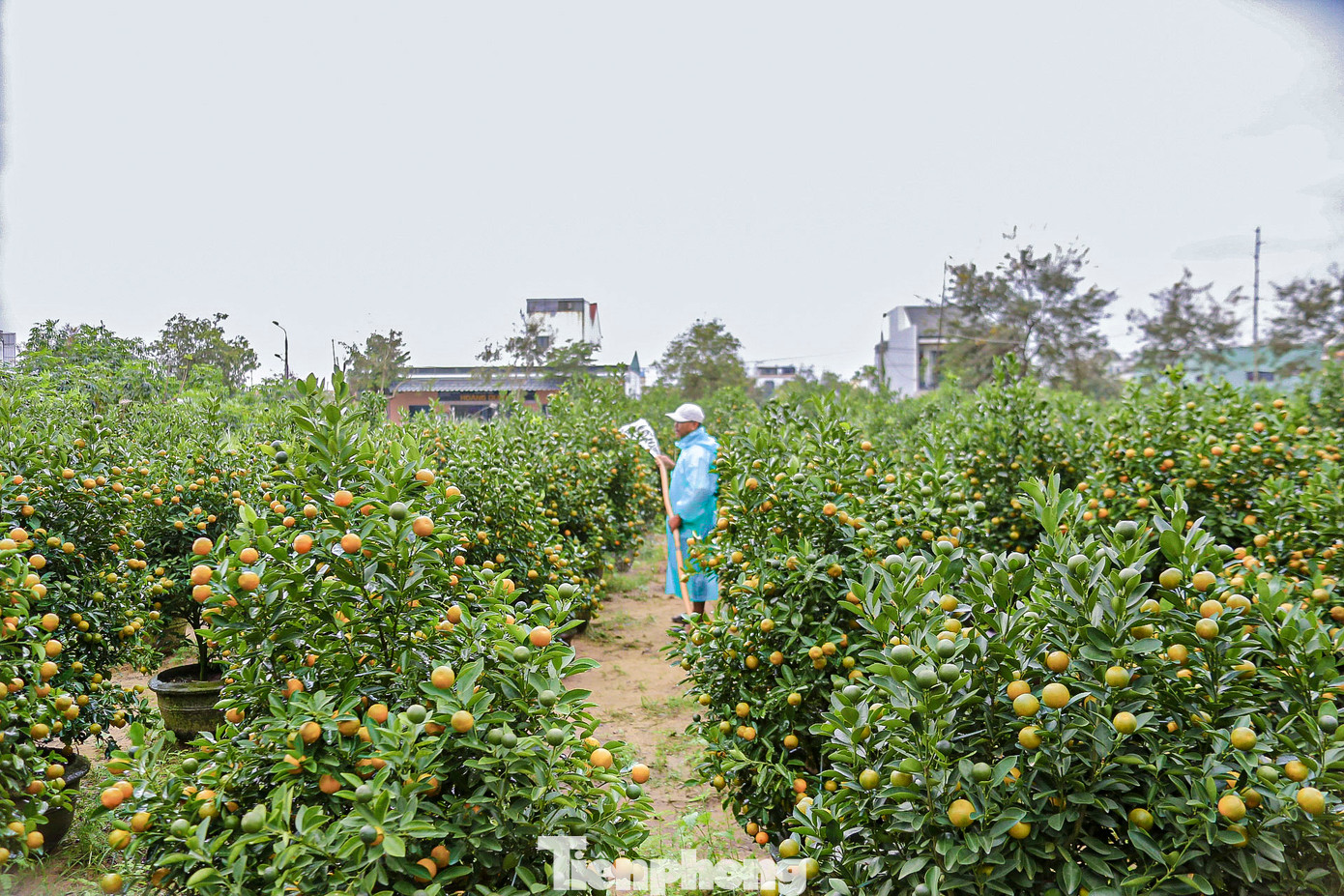 Theo các nhà vườn, giá quất năm nay không biến động nhiều so với năm trước, giá dao động từ 500.000 đến vài triệu đồng mỗi cây, tùy thuộc vào kích thước lớn nhỏ của quất. Hiện nhiều vườn đã được chốt mua nên giờ chăm sóc và chờ xe đến rước.