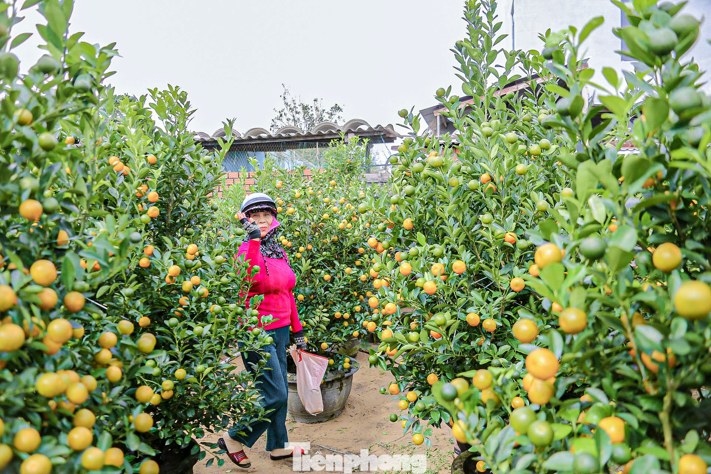 Nhiều thương lái đến tận vườn chốt mua từ sớm.