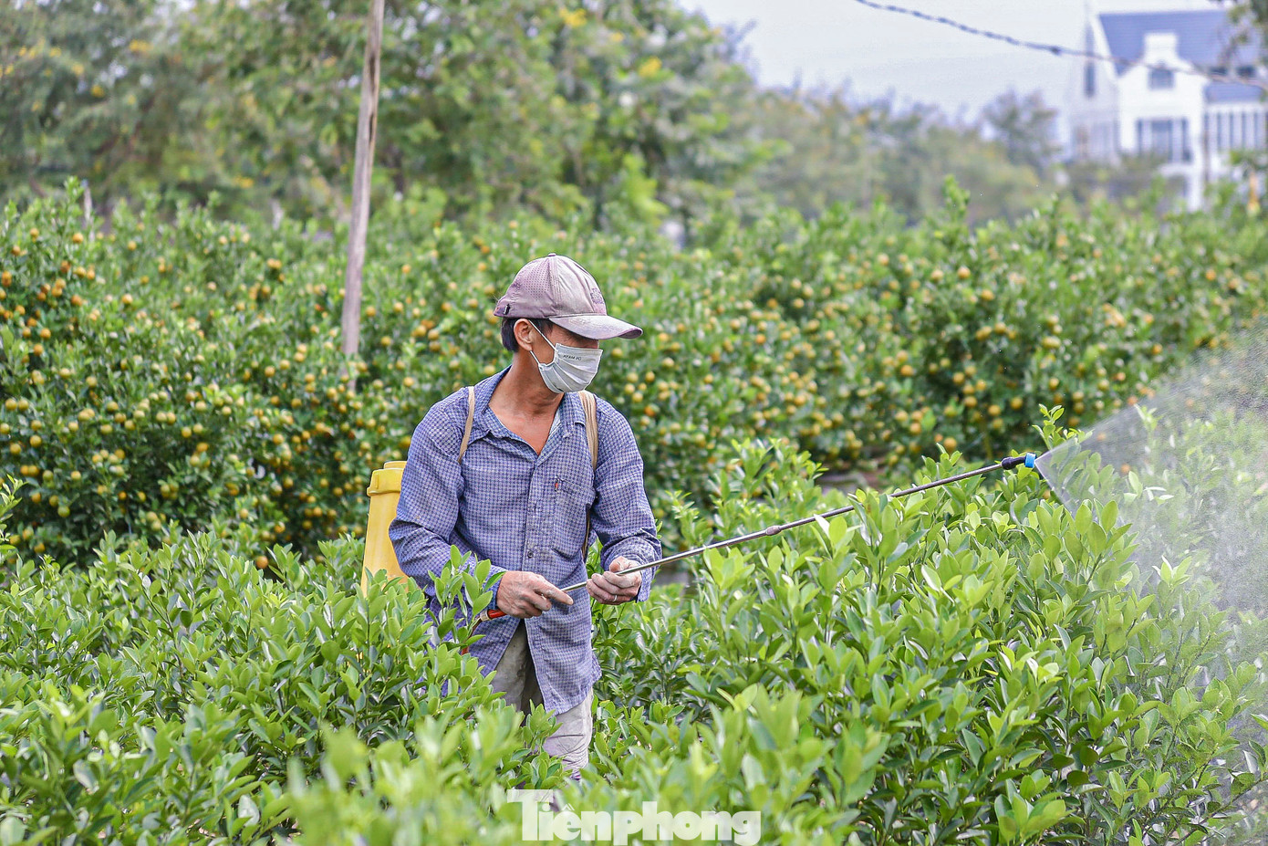 Nhiều nhà vườn đang chăm sóc kỹ trước khi bàn giao cho thương lái.