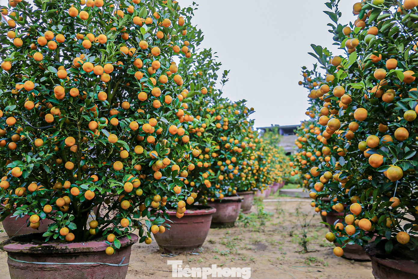 Thủ phủ quất Cẩm Hà mỗi năm cung cấp thị trường Tết hàng chục ngàn chậu, chủ yếu bán đi các tỉnh miền Trung - Tây Nguyên như Đà Nẵng, Huế, Quảng Bình, Quảng Trị, Gia Lai…