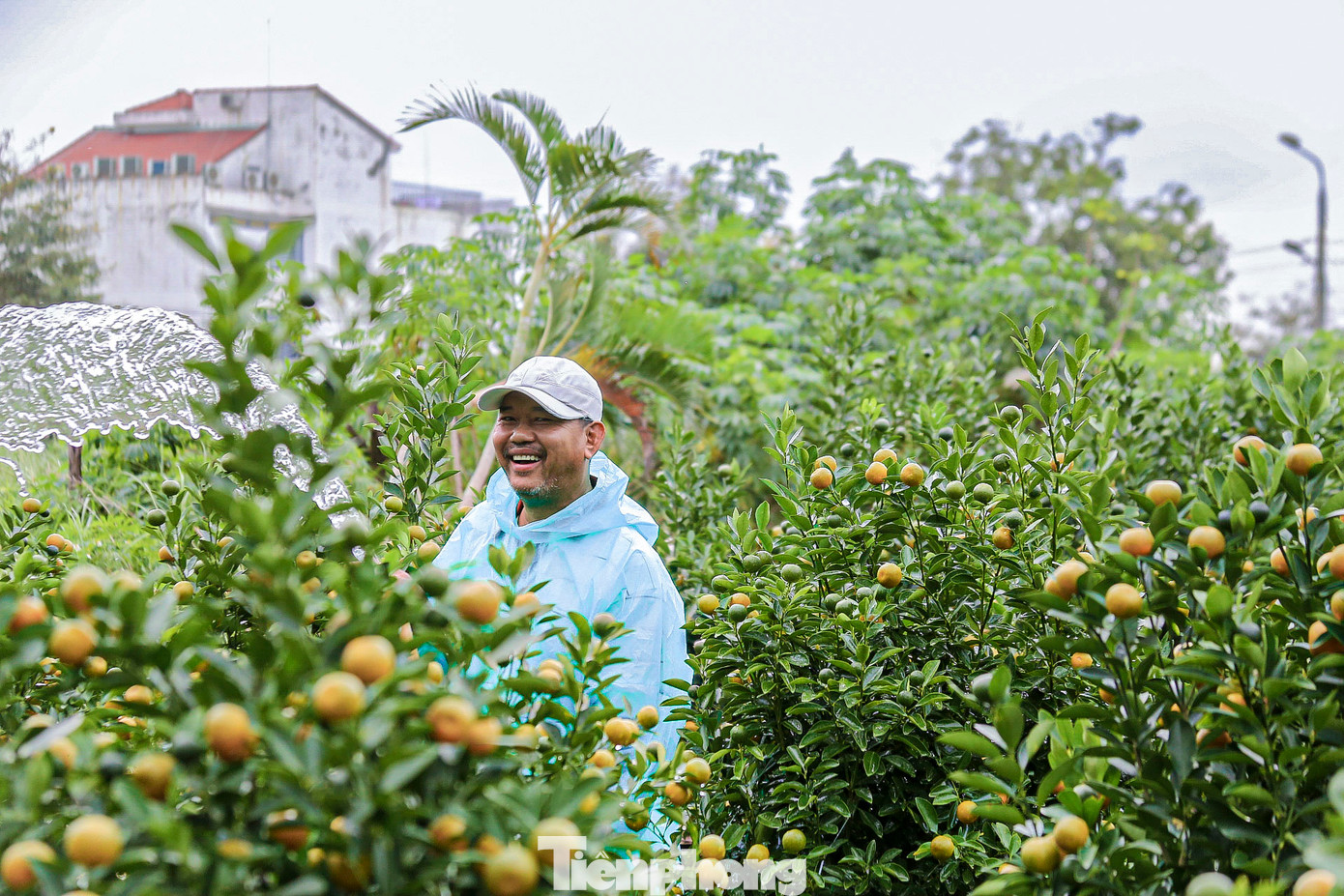 Ông Tấn cho biết, vườn quất của ông hơn 500 chậu đã được đặt mua gần hết, nên giờ phải chăm sóc thật kỹ để cây giữ được vẻ đẹp khi bàn giao cho thương lái đến chở đi.