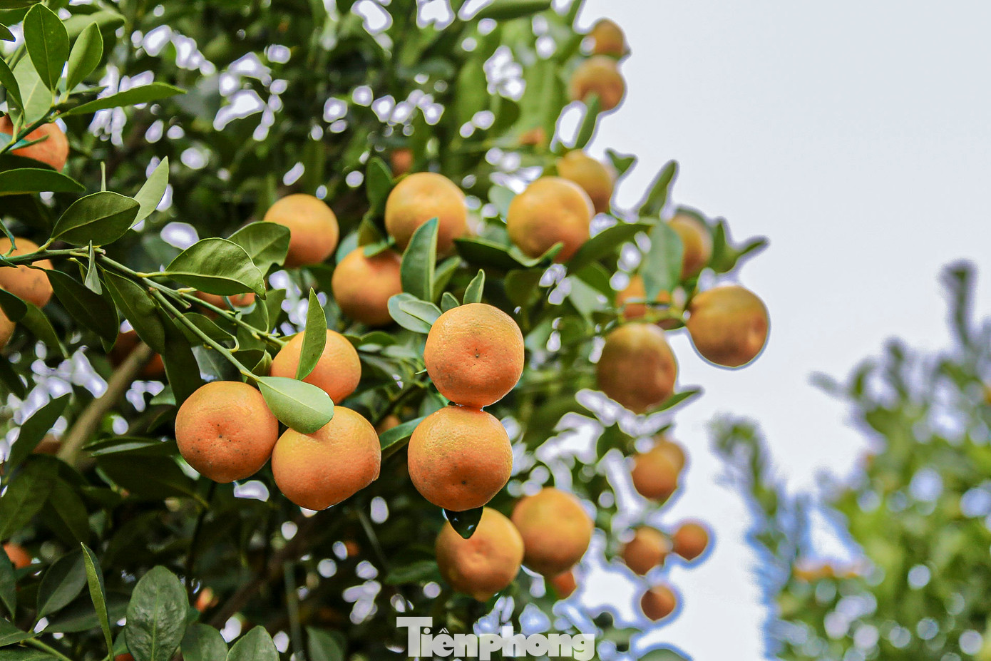 Năm nay thời tiết thuận lợi nên quất phát triển tốt, cho trái to đẹp.