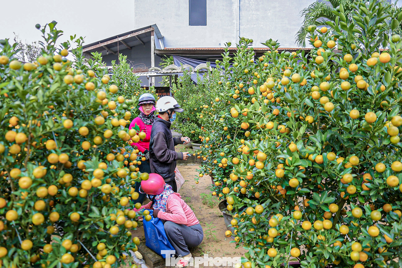 Nhiều thương lái đến tận vườn chốt mua từ sớm.