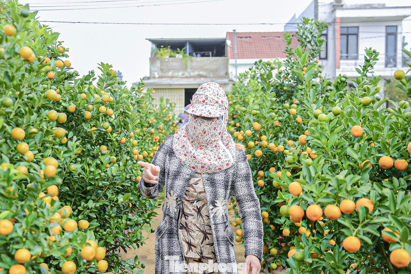 Làng quất Cẩm Hà không chỉ là nơi cung cấp cây cảnh Tết mà còn thu hút đông đảo du khách đến tham quan, trải nghiệm. Những vườn quất rực rỡ sắc màu đã trở thành điểm nhấn cho du lịch Hội An mỗi dịp cuối năm.