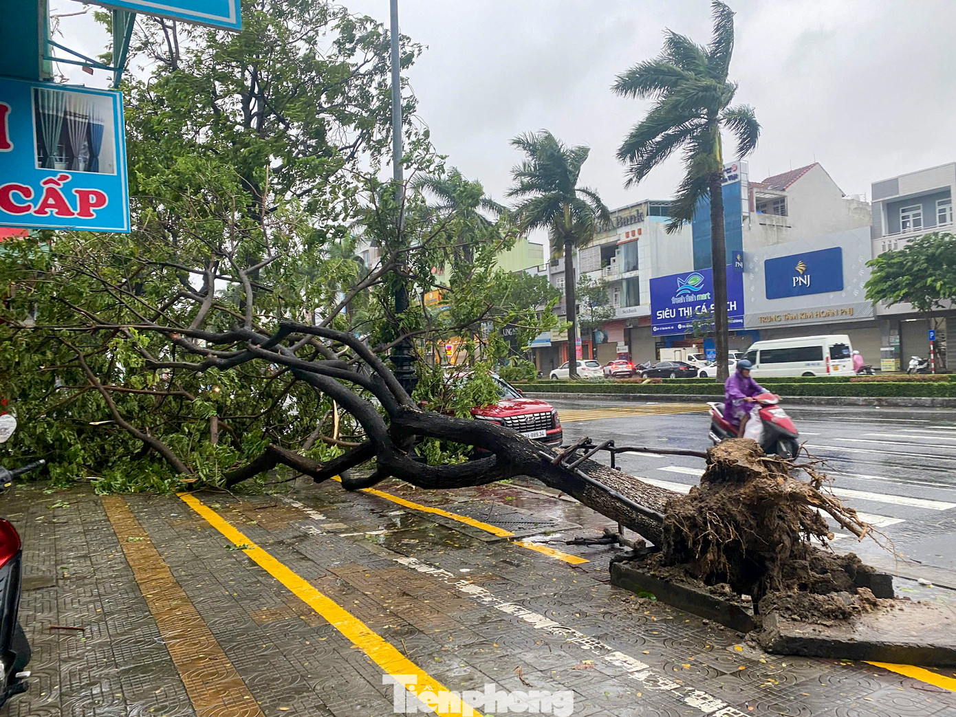 Chị Phạm Nga (trú quận Ngũ Hành Sơn) cho biết: "Gió lớn đã khiến nhiều cây ở Đà Nẵng ngã đổ, nằm la liệt trên các tuyến đường. Người dân nên hạn chế ra đường để tránh gặp những tai nạn không đáng có xảy ra". Chị Phạm Nga (trú quận Ngũ Hành Sơn) cho biết: "Gió lớn đã khiến nhiều cây ở Đà Nẵng ngã đổ, nằm la liệt trên các tuyến đường. Người dân nên hạn chế ra đường để tránh gặp những tai nạn không đáng có xảy ra".