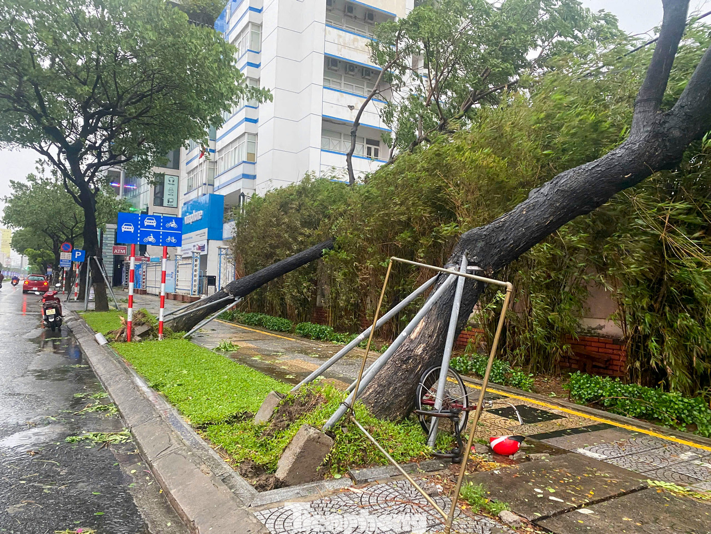 Theo ghi nhận của Tiền Phong, sáng 27/10, tại đường Nguyễn Văn Linh, Điện Biên Phủ, Võ Văn Kiệt, Tôn Đức Thắng... (Đà Nẵng) nhiều cây xanh đã bị ngã đổ, bật gốc nằm la liệt trên các tuyến đường. Theo ghi nhận của Tiền Phong, sáng 27/10, tại đường Nguyễn Văn Linh, Điện Biên Phủ, Võ Văn Kiệt, Tôn Đức Thắng... (Đà Nẵng) nhiều cây xanh đã bị ngã đổ, bật gốc nằm la liệt trên các tuyến đường.