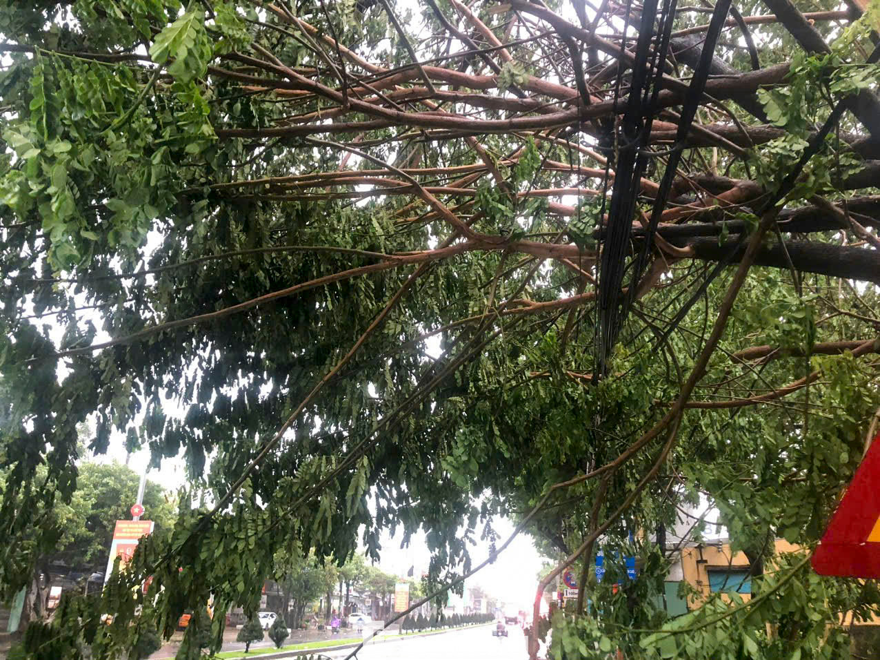 Nhiều cây to ngã đổ, nằm la liệt trên đường ở Đà Nẵng. Nhiều cây to ngã đổ, nằm la liệt trên đường ở Đà Nẵng.