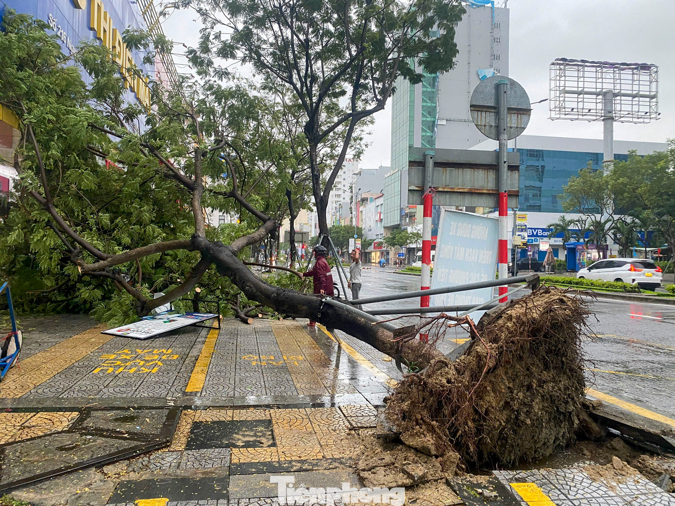 Theo ghi nhận của Tiền Phong, sáng 27/10, tại đường Nguyễn Văn Linh, Điện Biên Phủ, Võ Văn Kiệt, Tôn Đức Thắng... (Đà Nẵng) nhiều cây xanh đã bị ngã đổ, bật gốc nằm la liệt trên các tuyến đường. Theo ghi nhận của Tiền Phong, sáng 27/10, tại đường Nguyễn Văn Linh, Điện Biên Phủ, Võ Văn Kiệt, Tôn Đức Thắng... (Đà Nẵng) nhiều cây xanh đã bị ngã đổ, bật gốc nằm la liệt trên các tuyến đường.
