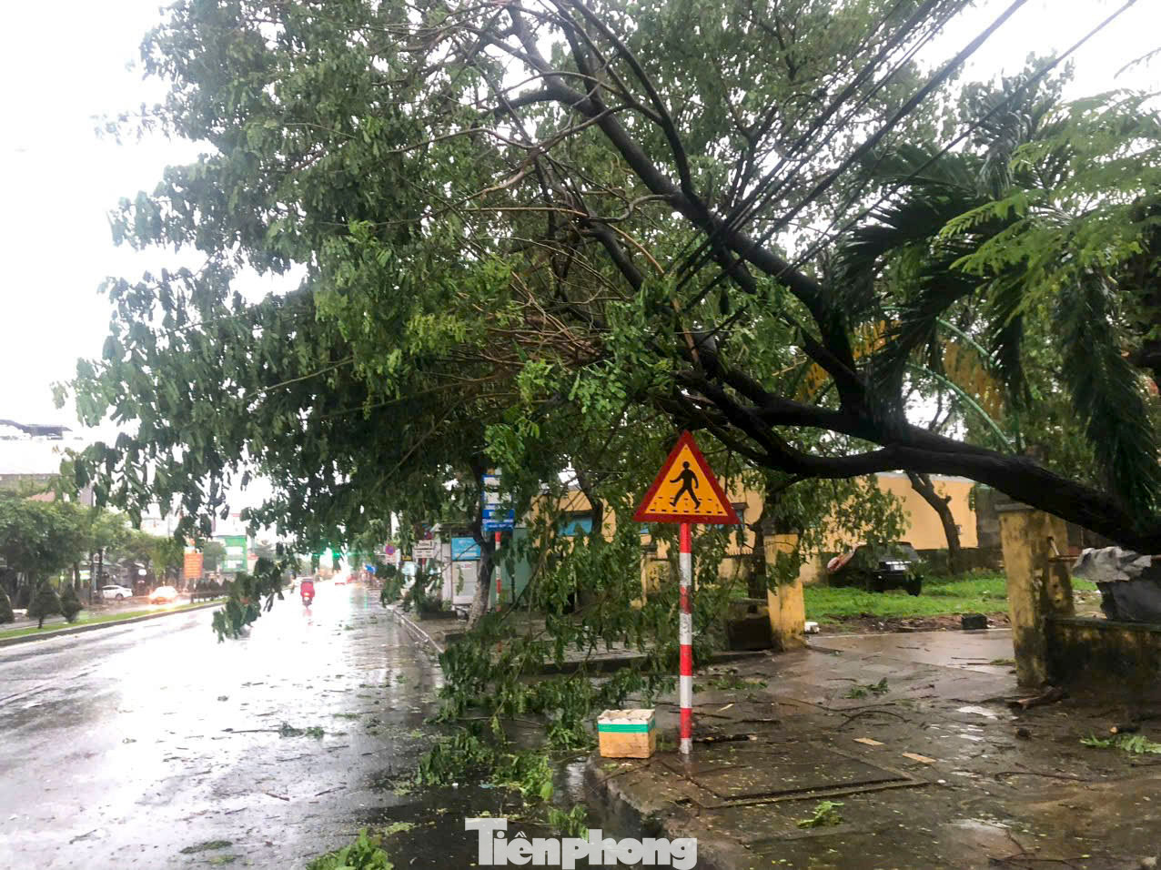 Trước đó, các địa phương trên địa bàn thành phố Đà Nẵng đã khẩn trương hoàn thành việc cắt tỉa, chằng chống cây xanh, thực hiện các biện pháp cần thiết để giảm thiểu rủi ro gây hại cho hệ thống cây xanh đô thị và nguy hiểm cho người dân trong mùa giông bão. Trước đó, các địa phương trên địa bàn thành phố Đà Nẵng đã khẩn trương hoàn thành việc cắt tỉa, chằng chống cây xanh, thực hiện các biện pháp cần thiết để giảm thiểu rủi ro gây hại cho hệ thống cây xanh đô thị và nguy hiểm cho người dân trong mùa giông bão.